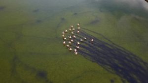 Μυτιλήνη: Η υπέροχη στιγμή που καταγράφεται από ψηλά η αποχώρηση των ροζ φλαμίνγκο (vid)