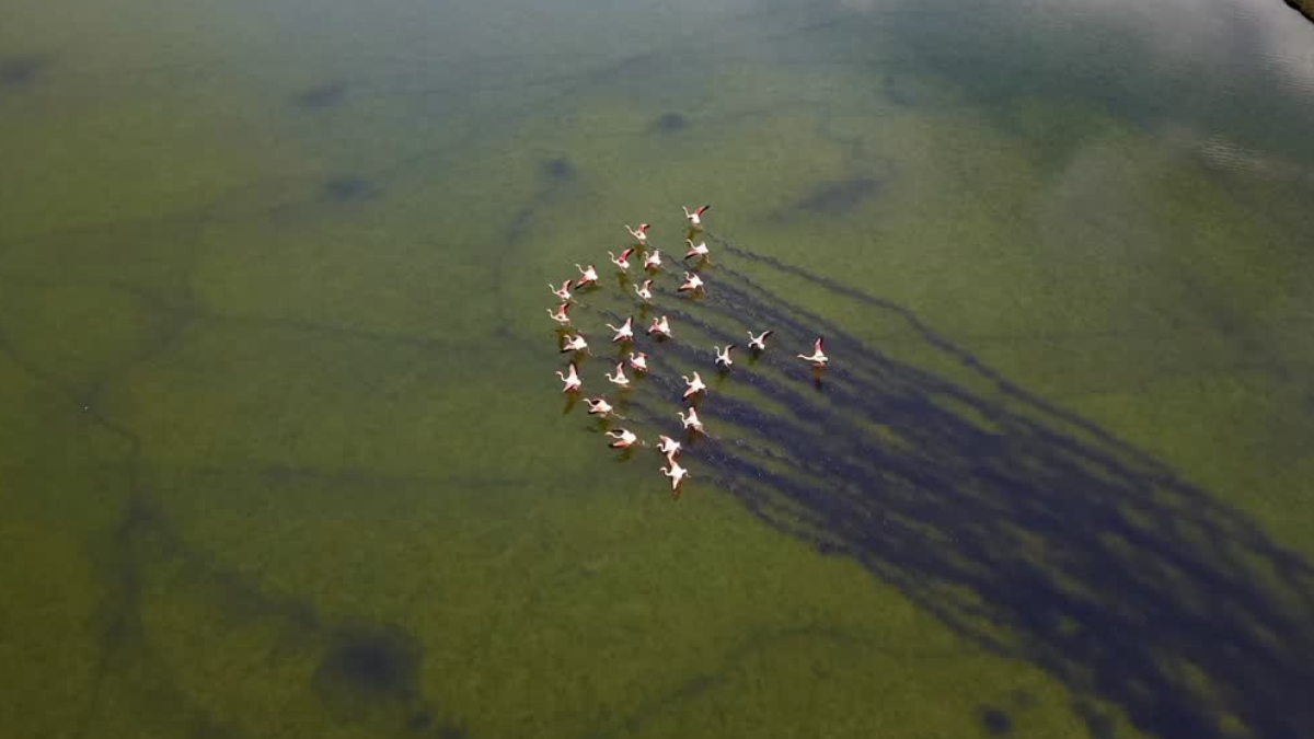 Μυτιλήνη: Η υπέροχη στιγμή που καταγράφεται από ψηλά η αποχώρηση των ροζ φλαμίνγκο (vid)