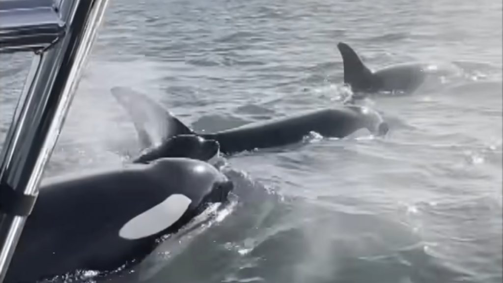 Φώκια πήδηξε σε σκάφος για να γλυτώσει από φάλαινες δολοφόνους – Δείτε το απίστευτο βίντεο