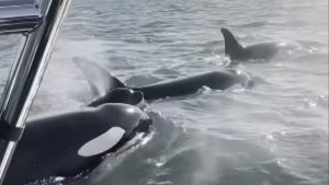 Φώκια πήδηξε σε σκάφος για να γλυτώσει από φάλαινες δολοφόνους – Δείτε το απίστευτο βίντεο