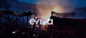 Φωτιά στη Λίμνη Εύβοιας: Κάηκε ολοσχερώς μαντρί – Νεκρά πρόβατα στις φλόγες