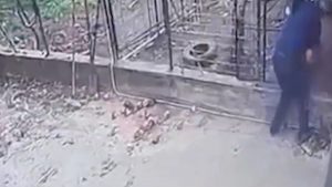 Καλαμάτα: Διασωληνωμένος ο 76χρονος που δέχτηκε επίθεση από ροτβάιλερ – Μία ώρα χρειάστηκαν για να τον απελευθερώσουν από το αγριεμένο ζώο