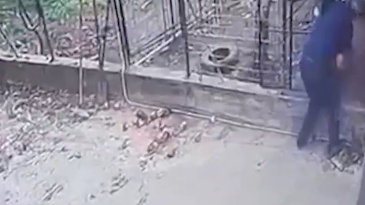 Καλαμάτα: Διασωληνωμένος ο 76χρονος που δέχτηκε επίθεση από ροτβάιλερ – Μία ώρα χρειάστηκαν για να τον απελευθερώσουν από το αγριεμένο ζώο