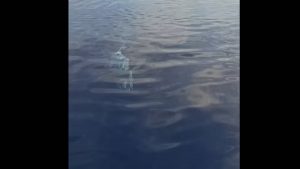 Λευκός καρχαρίας έκανε την εμφάνισή του στην Κάρπαθο – “Πωπώ αυτό είναι πέντε μέτρα”, λένε έντρομοι οι ψαράδες (βίντεο)