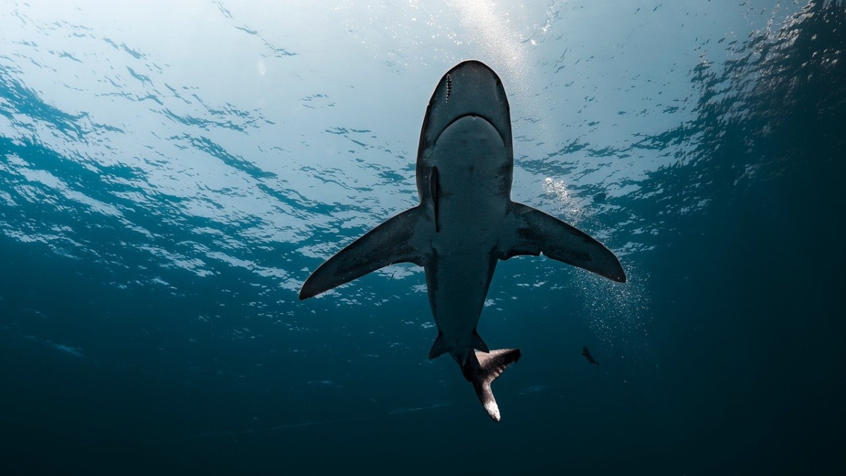 Αυστραλία: Ακαδημαϊκός και αθλήτρια η 26χρονη τουρίστρια που κατασπαράχθηκε από καρχαρία στο Σίδνεϊ