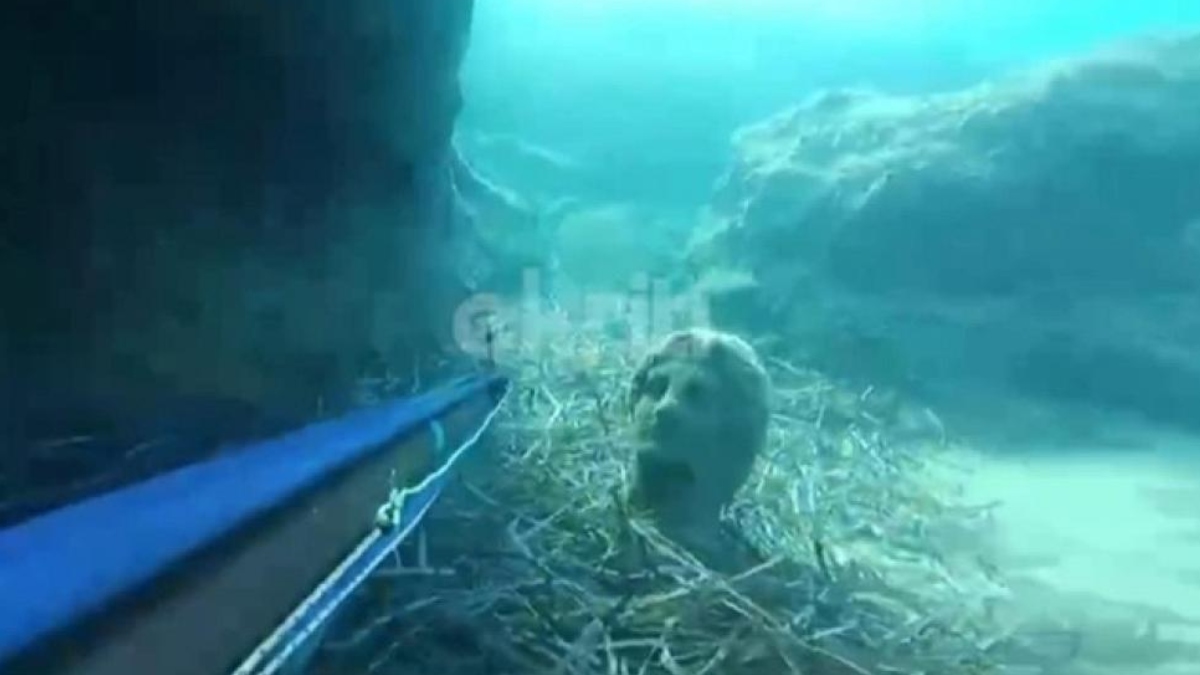 Κρήτη: Ψαροντουφεκάς εντόπισε άγαλμα στο βυθό (Βίντεο)