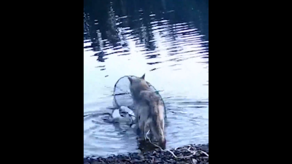Απίστευτο περιστατικό στον Καναδά – Λύκαινα ανεβάζει από τον βυθό μια παγίδα για κάβουρες για να τραφεί (βίντεο)