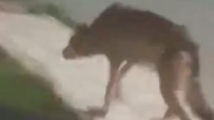 Λύκος εμφανίστηκε στα Άνω Λιόσια – Τριγυρνούσε έξω από τις αυλές των σπιτιών (βίντεο)