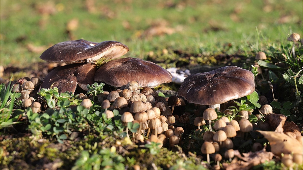 Έδεσσα: Αίσιο τέλος για το ζευγάρι που κινδύνευσε από άγρια μανιτάρια – Δεν απαιτείται μεταμόσχευση
