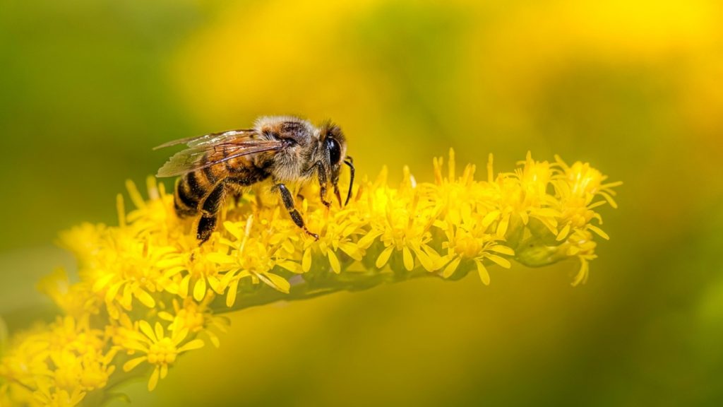 Φθιώτιδα: Νεκρός 50χρονος από τσίμπημα μέλισσας – Έτρεξε να σωθεί και βγήκε εκτός δρόμου με το αυτοκίνητο