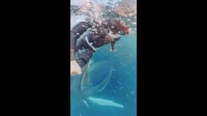 Τρόμος για δύτρια στη Νορβηγία: Παραλίγο να την καταπιεί φάλαινα ενώ έκανε ελεύθερη κατάδυση (βίντεο)