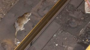 Βόλος: Εμφανίστηκαν αρουραίοι μέσα σε σχολείο στο κέντρο της πόλης