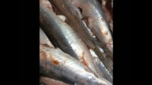 Πήρε ψάρια από μεγάλη αγορά και μέσα είχαν σκουλίκια – Δείτε τι συνέβη (βίντεο)