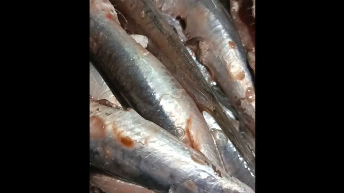 Πήρε ψάρια από μεγάλη αγορά και μέσα είχαν σκουλίκια – Δείτε τι συνέβη (βίντεο)