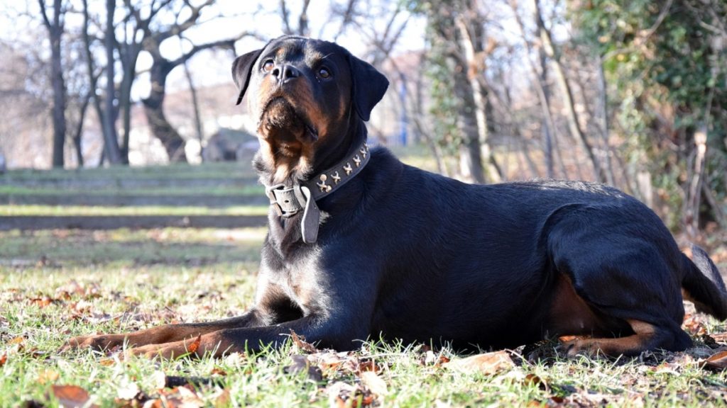 Καλαμάτα: Ο γιος του 76χρονου για την επίθεση του ροτβάιλερ – «Κακή στιγμή, ο σκύλος ήταν μέλος της οικογένειας μας»