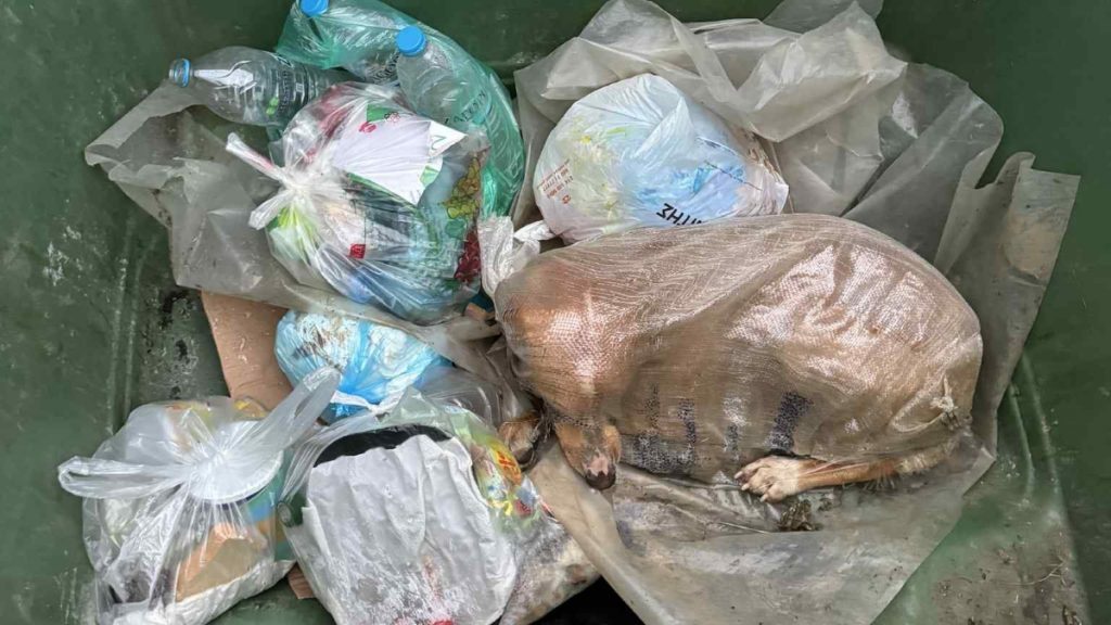 Φρίκη στην Αρκαδία: Έβαλαν σκυλίτσα σε τσουβάλι και την πέταξαν στα σκουπίδια (φωτογραφίες)