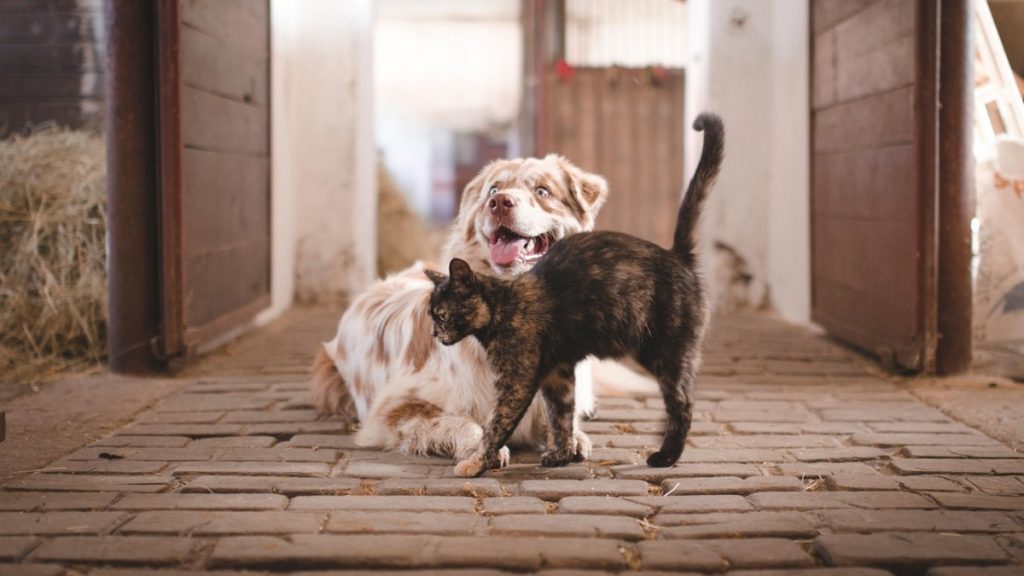 Ινδονησία: Τέλος στην κατανάλωση σκύλων και γατών