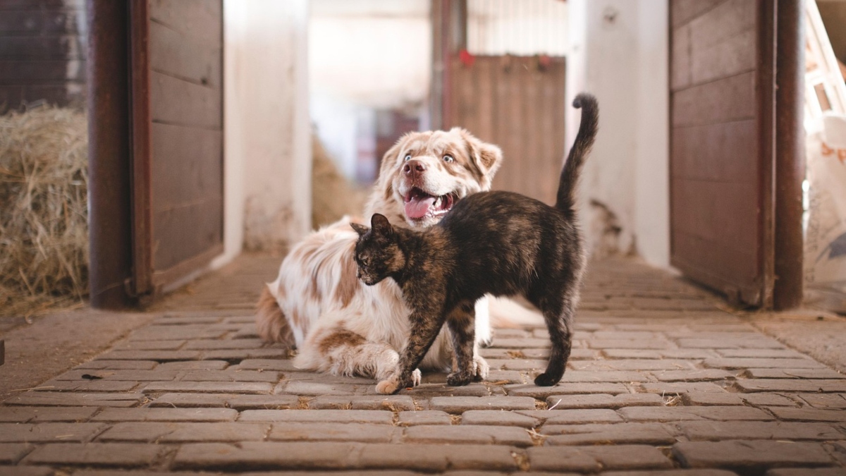 Ινδονησία: Τέλος στην κατανάλωση σκύλων και γατών