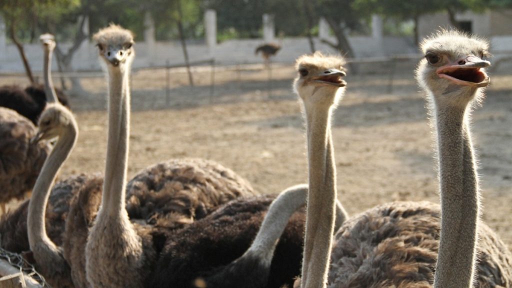 Καναδάς: 300 στρουθοκάμηλοι θα θανατωθούν λόγω γρίπης των πτηνών