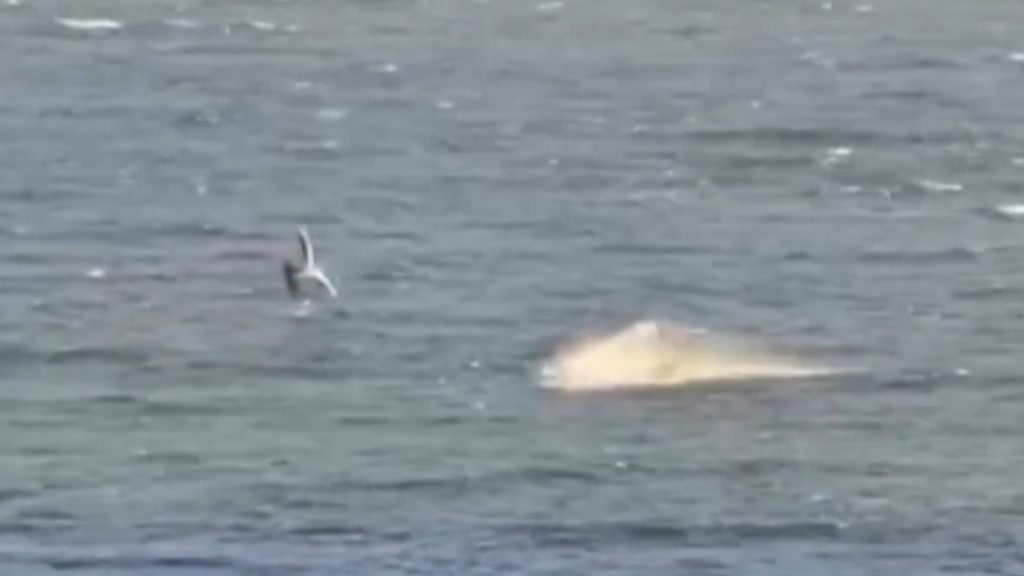 Αυστραλία: Τρόμος για σέρφερ στο Μάργκαρετ Ρίβερ – Λευκός καρχαρίας δάγκωσε την σανίδα του (βίντεο)