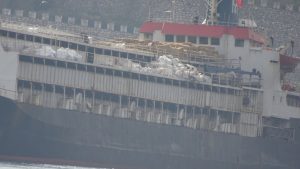 Τουρκία: 3.000 αγελάδες «εγκλωβισμένες» σε πλοίο από τις 21 Οκτωβρίου