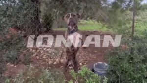 Ανησυχία μετά την τραγωδία με τον 2χρονο στη Ζάκυνθο – Σχεδόν 3.000 άτομα σε ένα χρόνο στο νοσοκομείο από δάγκωμα σκύλου