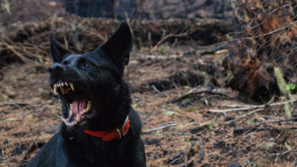 Επιθέσεις από σκύλους: Πόσοι κατέληξαν στα νοσοκομεία της Ελλάδας το 2023 – Ποιοι κινδυνεύουν περισσότερο