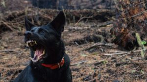 Επιθέσεις από σκύλους: Πόσοι κατέληξαν στα νοσοκομεία της Ελλάδας το 2023 – Ποιοι κινδυνεύουν περισσότερο