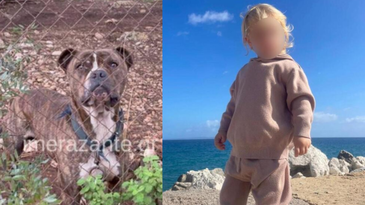 Ζάκυνθος: Απαρηγόρητος ο πατέρας του 2χρονου Λίο, “η κόρη μου φώναξε κι έτρεξα” – Τι ερευνούν οι Αρχές για το πιτ μπουλ