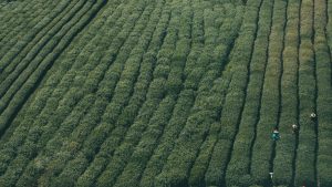 Βολιβία: Η επιφάνεια των καλλιεργειών κόκας αυξήθηκε κατά 10% το 2024