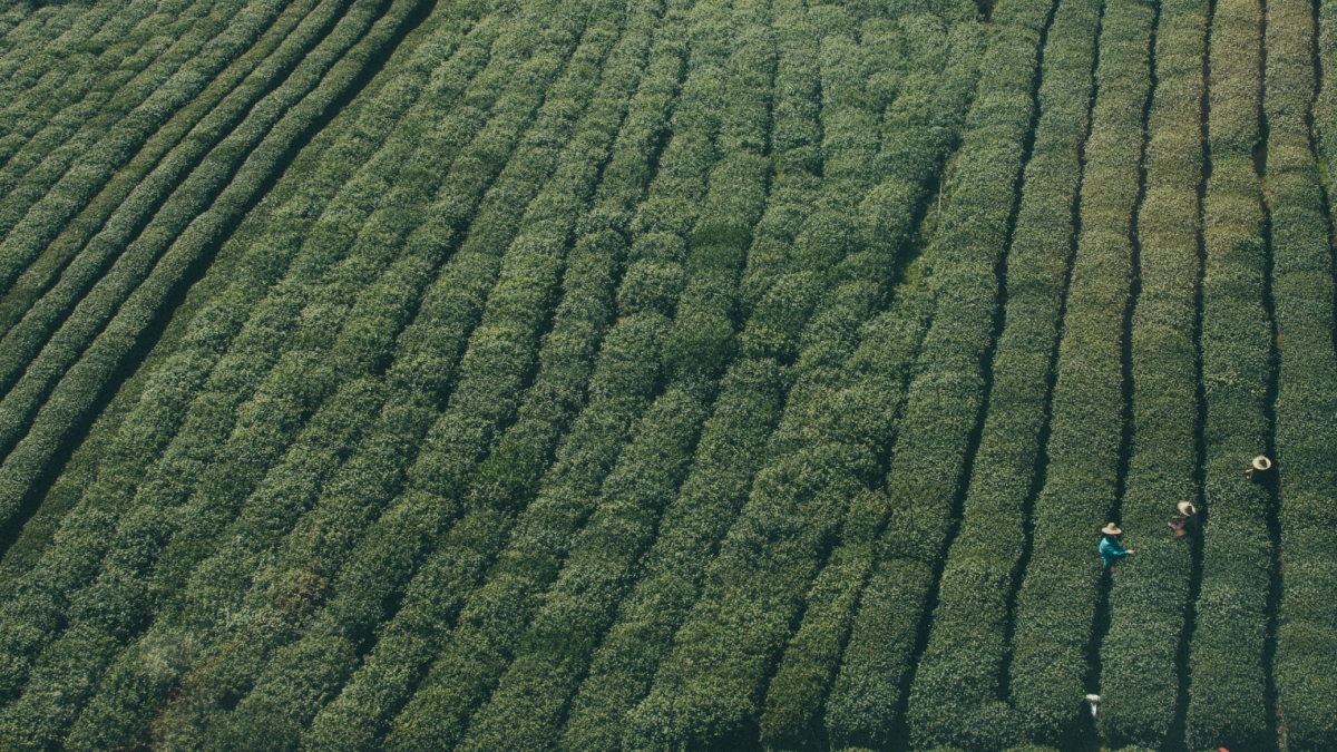 Βολιβία: Η επιφάνεια των καλλιεργειών κόκας αυξήθηκε κατά 10% το 2024