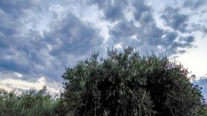 Καιρός σήμερα: Ηλιοφάνεια με παροδικές τοπικές νεφώσεις – Έως 19 βαθμούς η θερμοκρασία