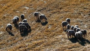 ΥΠΑΑΤ: Καταβλήθηκαν στις Περιφέρειες 2,4 εκατ. ευρώ για την αντιμετώπιση της ευλογιάς των προβάτων
