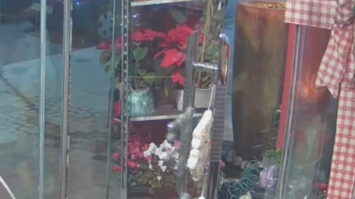 Χαλκίδα: Έκλεψε από ανθοπωλείο αλεξανδρινό και εξαφανίστηκε (βίντεο)