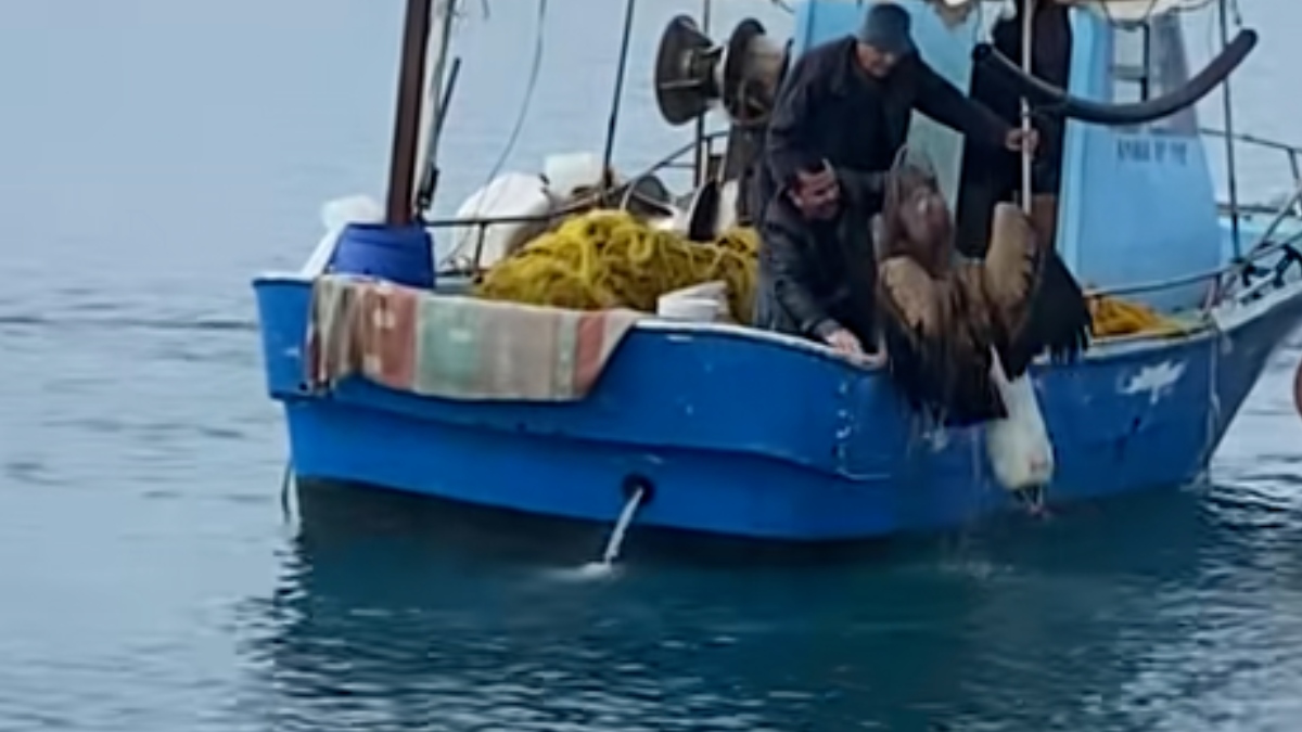 Χανιά: Η στιγμή που ψαράδες σώζουν από τη θάλασσα γύπα (βίντεο)