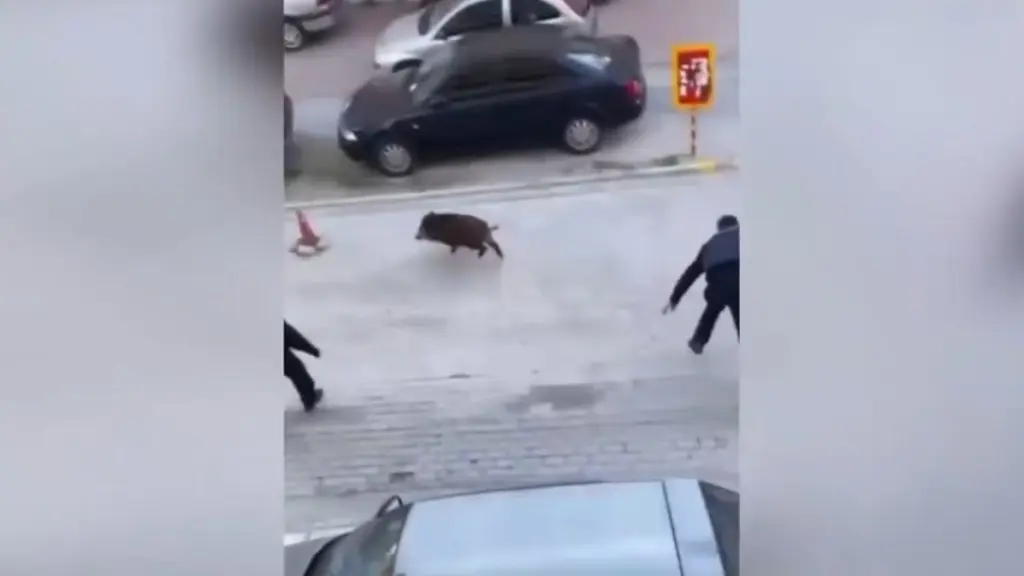 Θεσσαλονίκη: Αστυνομικοί κυνηγούν αγριογούρουνο για να το πιάσουν – Δείτε το viral βίντεο