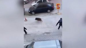 Θεσσαλονίκη: Αστυνομικοί κυνηγούν αγριογούρουνο για να το πιάσουν – Δείτε το viral βίντεο