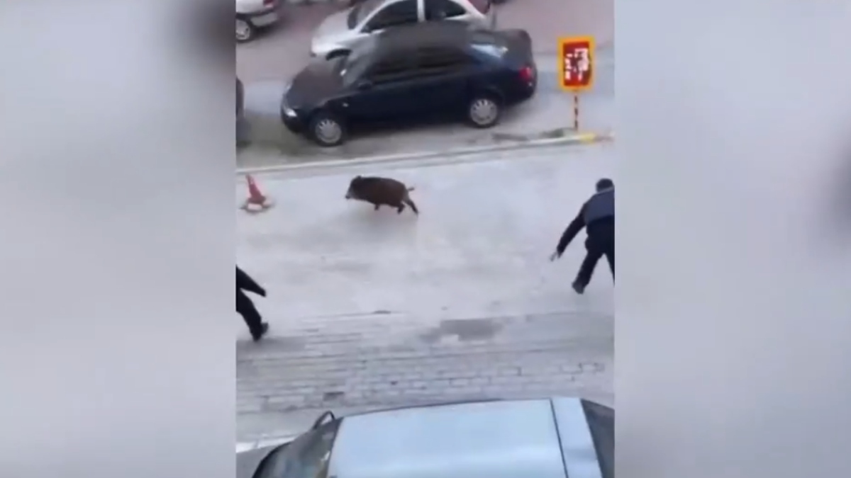 Θεσσαλονίκη: Αστυνομικοί κυνηγούν αγριογούρουνο για να το πιάσουν – Δείτε το viral βίντεο