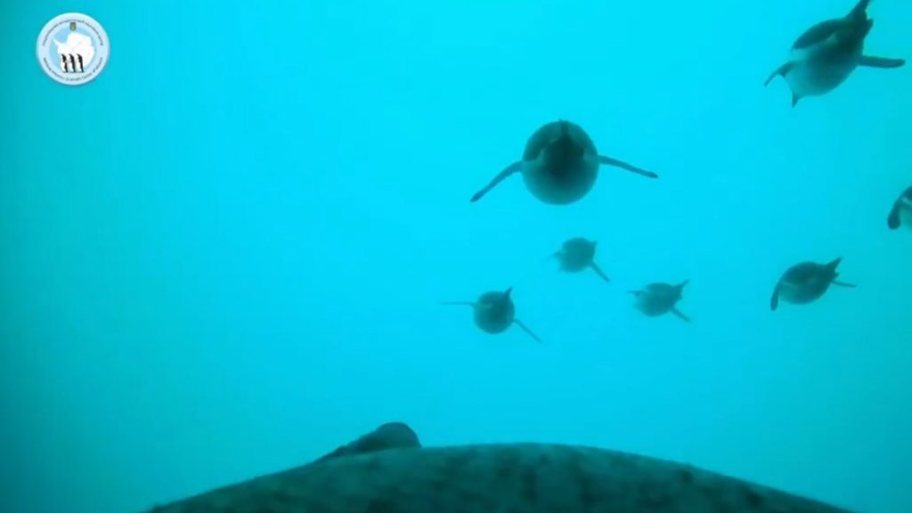 Ανταρκτική: Επιστήμονες τοποθέτησαν κάμερα στην πλάτη πιγκουίνου για να καταγράψουν την καθημερινότητα του (βίντεο)