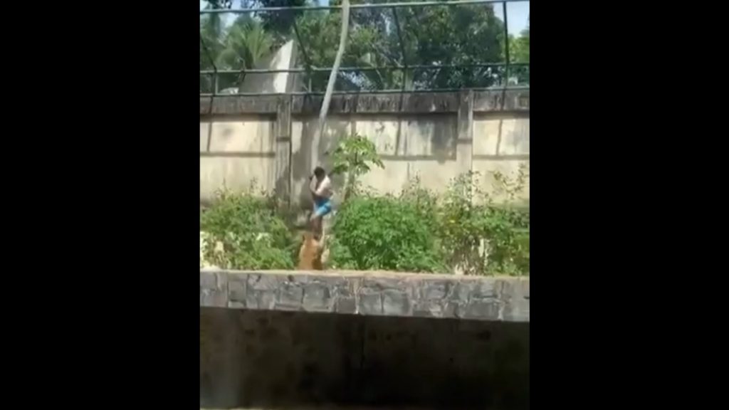 Σοκαριστικό βίντεο στη Βραζιλία: Λιοντάρια σε ζωολογικό κήπο κατασπαράζουν 19χρονο