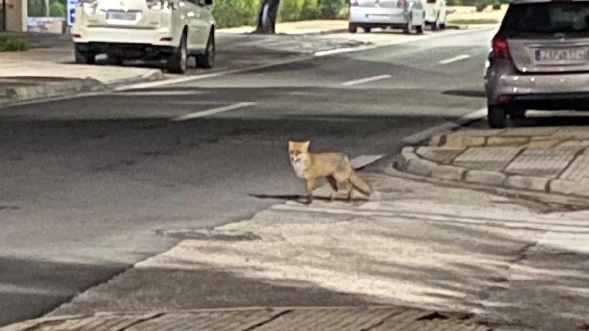 Ανήμερα των Χριστουγέννων εμφανίστηκε αλεπού στη Γλυφάδα (Εικόνα)