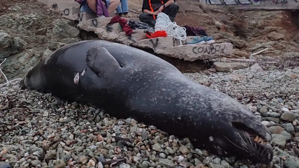 Ανάβυσσος: Νεκρή μεσογειακή φώκια από πυροβολισμό στο Μαύρο Λιθάρι