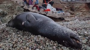 Ανάβυσσος: Νεκρή μεσογειακή φώκια από πυροβολισμό στο Μαύρο Λιθάρι