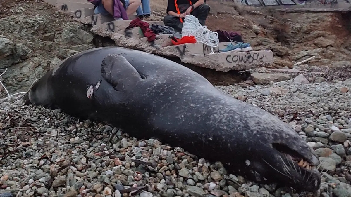 Ανάβυσσος: Νεκρή μεσογειακή φώκια από πυροβολισμό στο Μαύρο Λιθάρι
