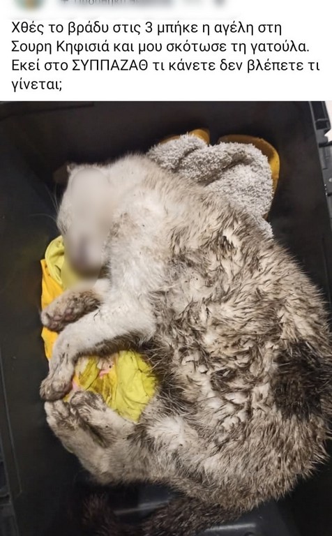 Θεσσαλονίκη: Αγέλη σκύλων σπέρνει τον τρόμο στην Καλαμαριά – Πάνω από 350 γάτες νεκρές