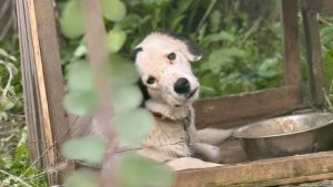 Ηλεία: Άτυπο καταφύγιο ζώων καταγγέλλεται για κακομεταχείριση σκύλων