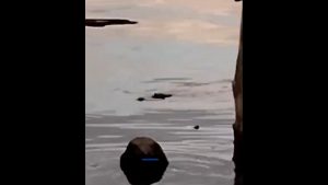 Φρίκη στην Ινδονησία με 10χρονο που βρήκε τραγικό τέλος – Τον κατασπάραξε κροκόδειλος (βίντεο)