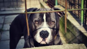 Τραγωδία στο Τενεσί: Πιτ μπουλ σκότωσαν παππού και την τριών μηνών εγγονή του μέσα στο σπίτι τους