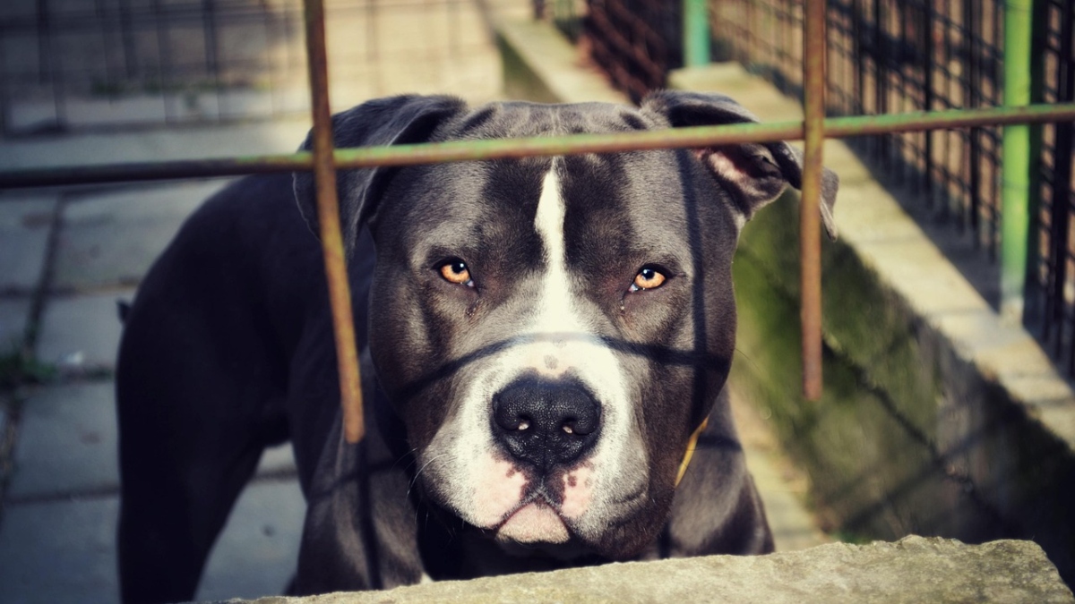 Τραγωδία στο Τενεσί: Πιτ μπουλ σκότωσαν παππού και την τριών μηνών εγγονή του μέσα στο σπίτι τους