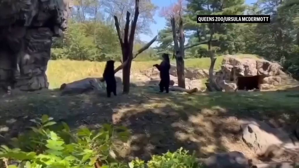 Νέα Υόρκη: Δύο αρκούδες έκλεψαν την παράσταση στο Queens Zoo – Έκαναν τραμπάλα με ένα κλαδί (vid)